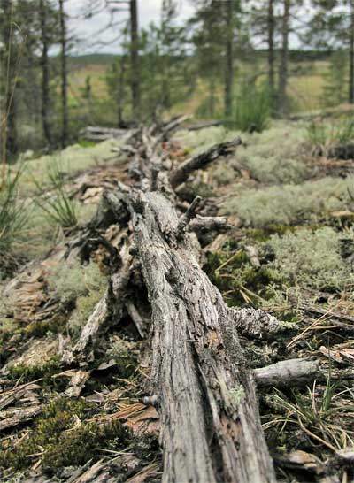 Rotting tree trunk.