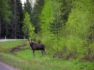 A moose by the road.